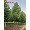 15公分、18公分速生法桐价格20公分法桐 带土球发货