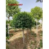 高杆卫矛球规格全高度 2米、2.5米高杆卫矛球苗木